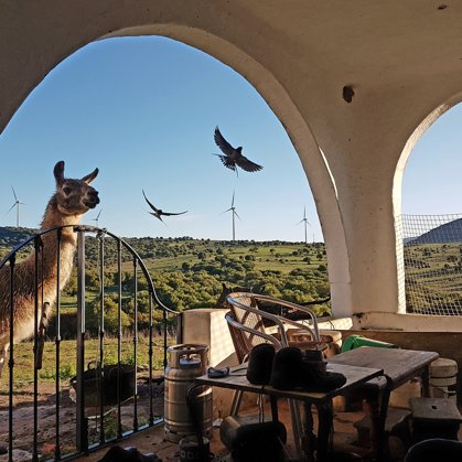 Huaco, our guardian llama. The swallows have been coming for seven years now...