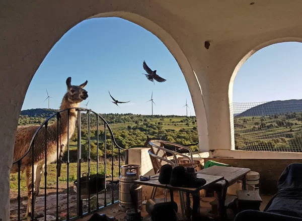 Huaco, our guardian llama. The swallows have been coming for seven years now...