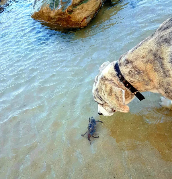 Shanti, our latest resue: After two major operations she´s now enjoying life to the full..