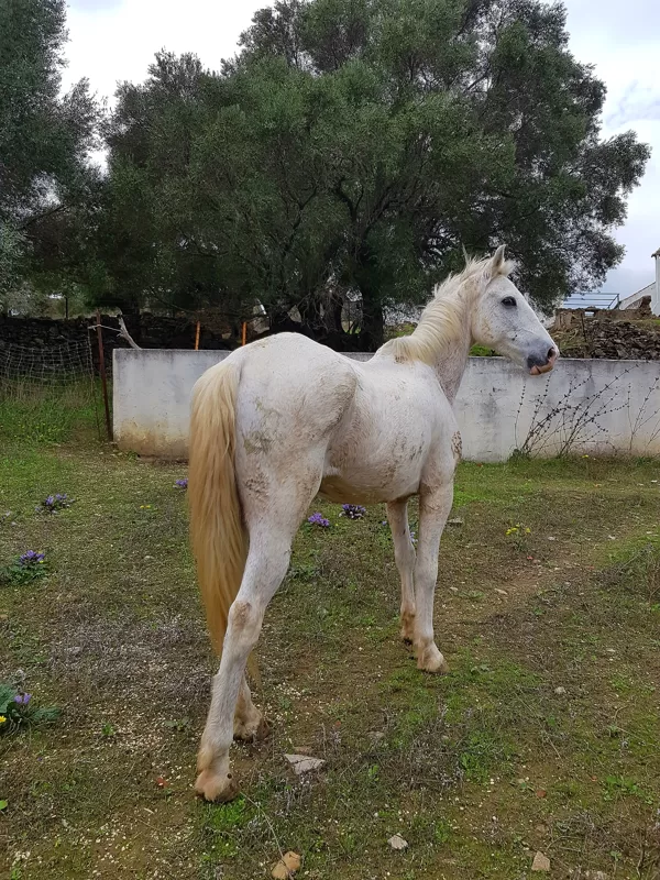 Rick, our new one-eyed finca companion.In spite of massive maltreatment his spirit remains