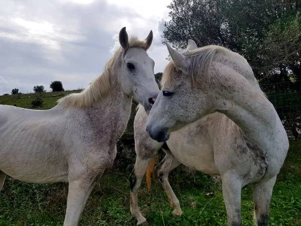 Isn´t this sheer Casablanca? Hence his new name, and his first: Rick