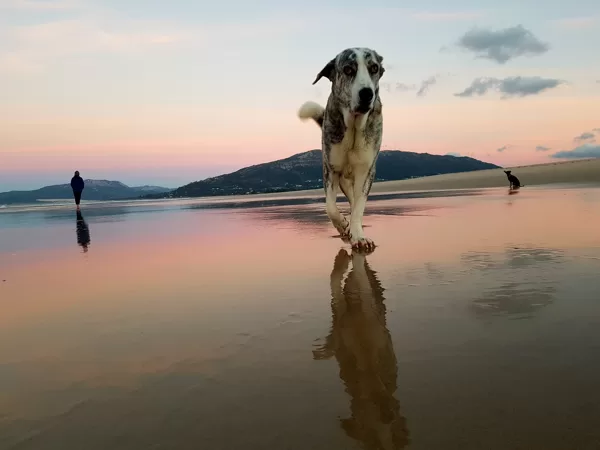 Shanti, after two operations proudly roaming the beaches...