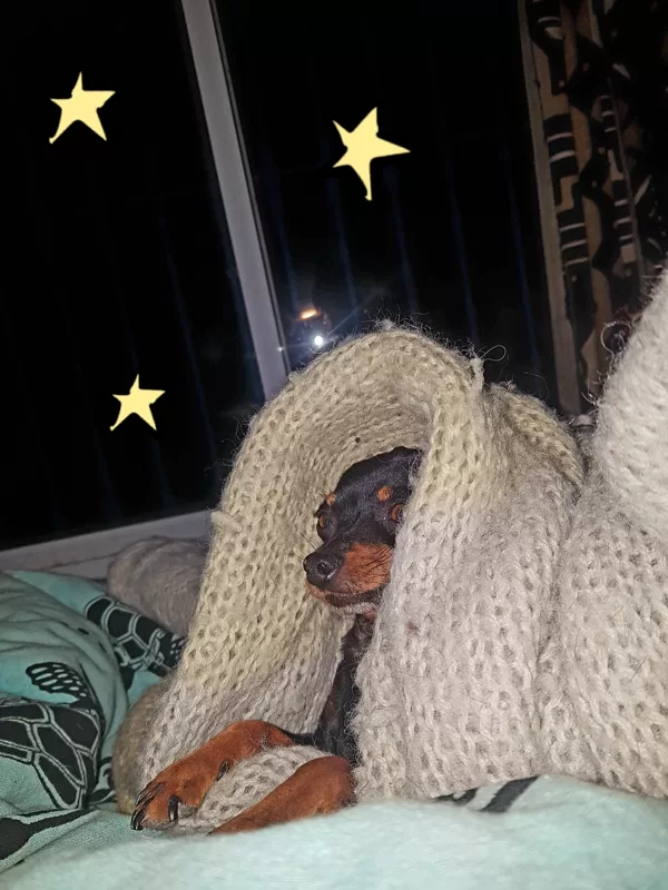 Tapa,the dwarf-mum,enjoying a civilised moment...