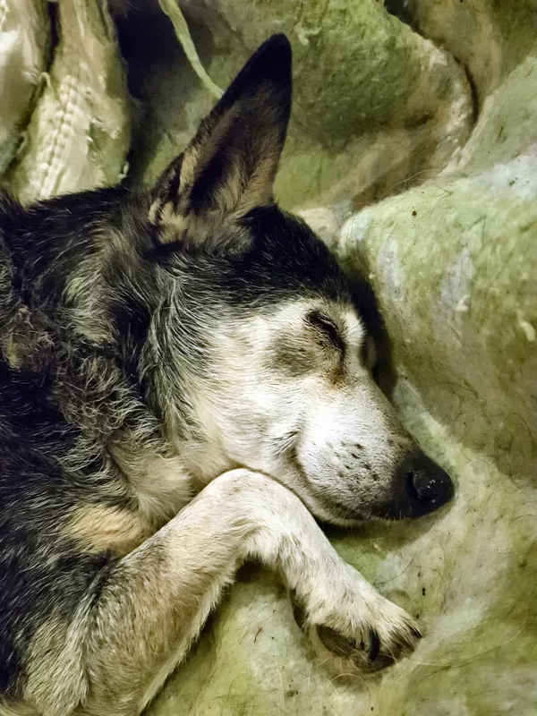 Haiku,rescued 2003,still going chipper and strong..