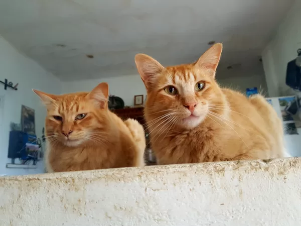 Leo and Theo,on a rare visit to the house.