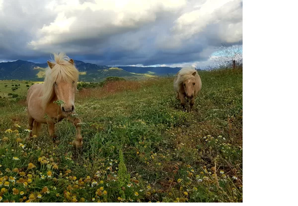 Castor and Pollux, our dwarf rescues