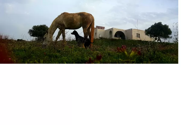 Nicaragua, the crippled bullfight mare, with Checo, the prague rattler